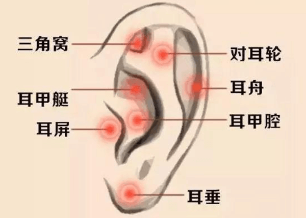 耳朵结构