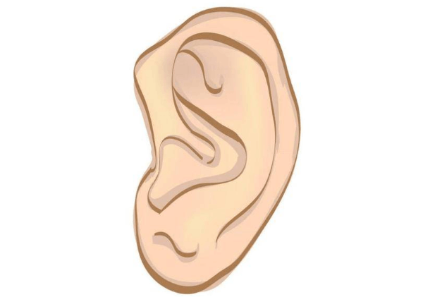 耳朵的形态