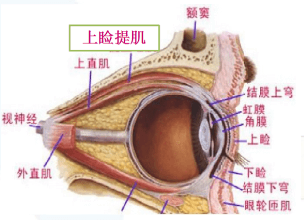 眼整形