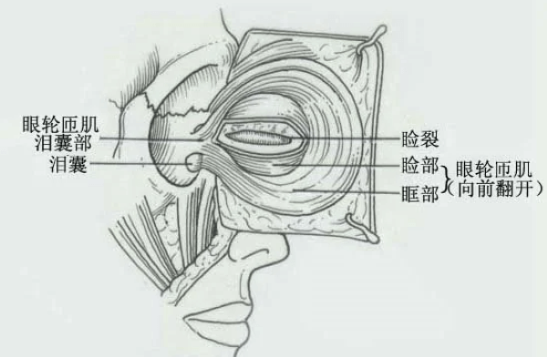 眼轮匝肌的修复