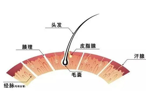 植发的过程是什么