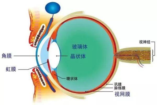 眼球分析